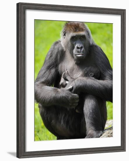 Western Lowland Gorilla Mother Holding Baby. Captive, France-Eric Baccega-Framed Photographic Print