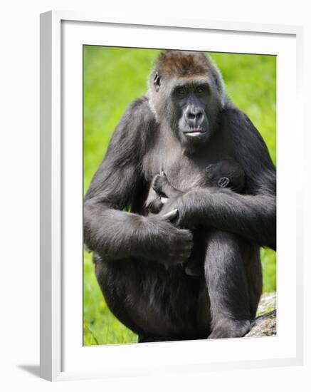 Western Lowland Gorilla Mother Holding Baby. Captive, France-Eric Baccega-Framed Photographic Print