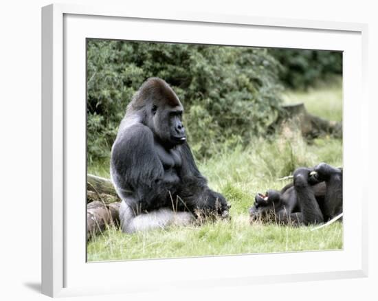 Western Lowland Gorillas-null-Framed Photographic Print