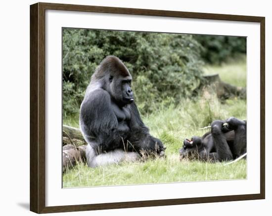 Western Lowland Gorillas-null-Framed Photographic Print
