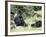 Western Lowland Gorillas-null-Framed Photographic Print