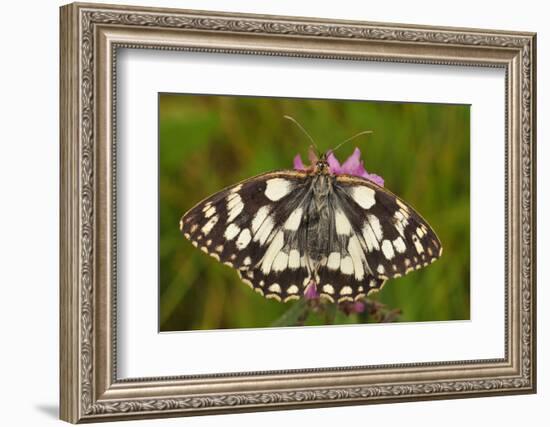 Western Marbled White Butterfly, Melanargia Galathea-Harald Kroiss-Framed Photographic Print