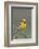 Western Meadow Lark Singing-Ken Archer-Framed Photographic Print