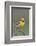 Western Meadow Lark Singing-Ken Archer-Framed Photographic Print