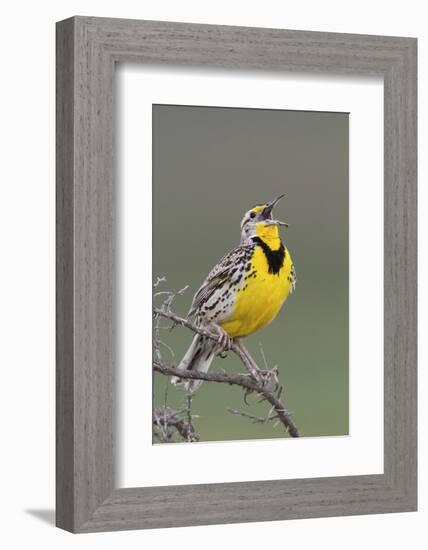 Western Meadow Lark Singing-Ken Archer-Framed Photographic Print