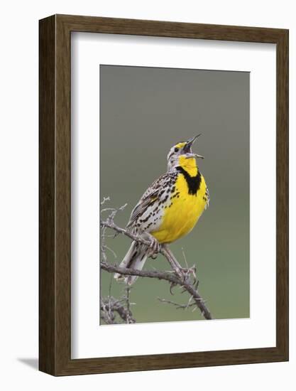 Western Meadow Lark Singing-Ken Archer-Framed Photographic Print