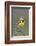 Western Meadow Lark Singing-Ken Archer-Framed Photographic Print