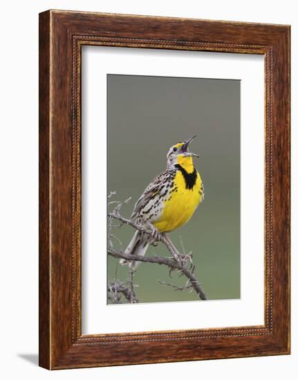 Western Meadow Lark Singing-Ken Archer-Framed Photographic Print