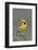 Western Meadow Lark Singing-Ken Archer-Framed Photographic Print