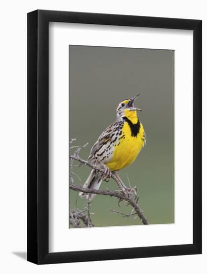 Western Meadow Lark Singing-Ken Archer-Framed Photographic Print