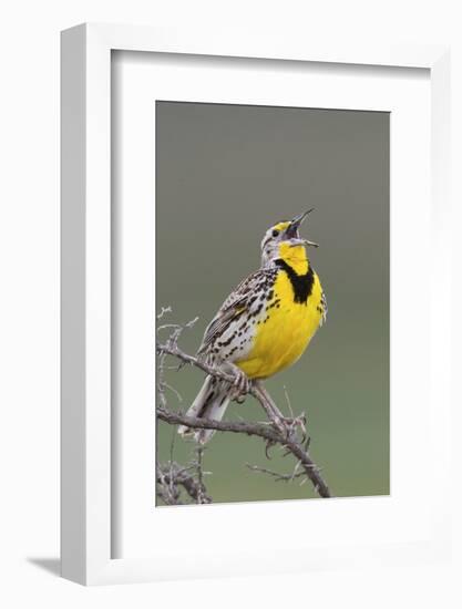 Western Meadow Lark Singing-Ken Archer-Framed Photographic Print