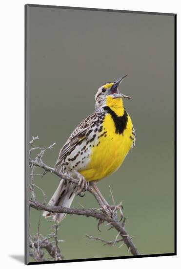 Western Meadow Lark Singing-Ken Archer-Mounted Photographic Print