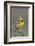 Western Meadow Lark Singing-Ken Archer-Framed Photographic Print