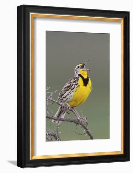 Western Meadow Lark Singing-Ken Archer-Framed Photographic Print