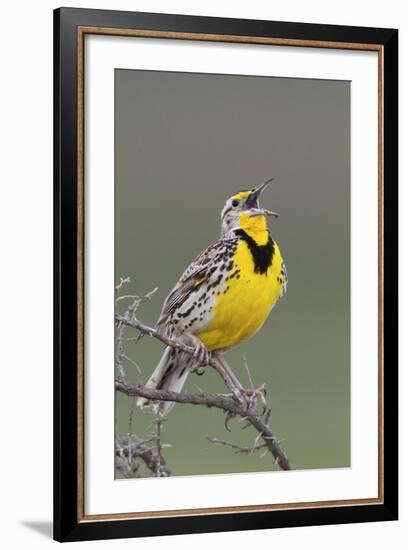 Western Meadow Lark Singing-Ken Archer-Framed Photographic Print