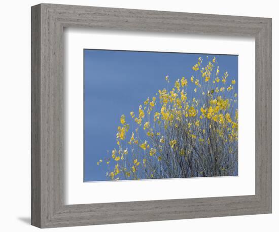 Western meadowlark on the fall aspen leaves. Bosque del Apache NWR, New Mexico-Maresa Pryor-Framed Photographic Print