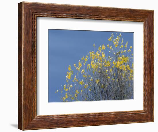 Western meadowlark on the fall aspen leaves. Bosque del Apache NWR, New Mexico-Maresa Pryor-Framed Photographic Print