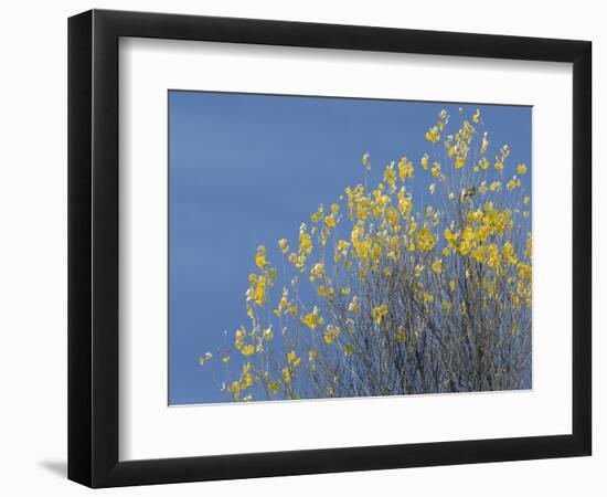 Western meadowlark on the fall aspen leaves. Bosque del Apache NWR, New Mexico-Maresa Pryor-Framed Photographic Print