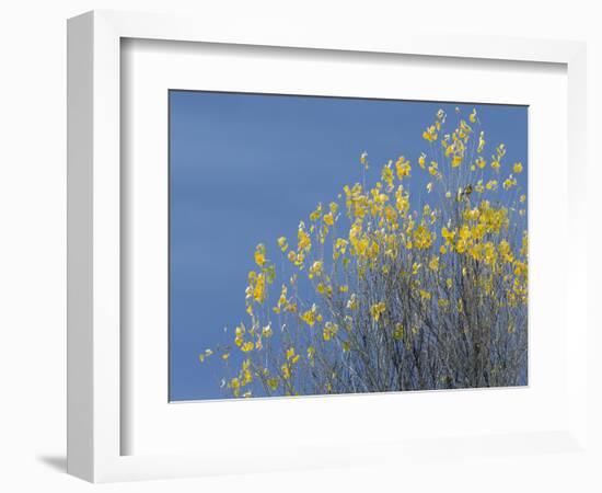 Western meadowlark on the fall aspen leaves. Bosque del Apache NWR, New Mexico-Maresa Pryor-Framed Photographic Print