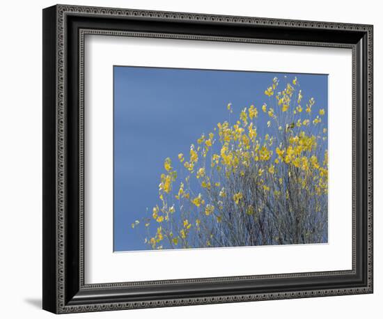 Western meadowlark on the fall aspen leaves. Bosque del Apache NWR, New Mexico-Maresa Pryor-Framed Photographic Print