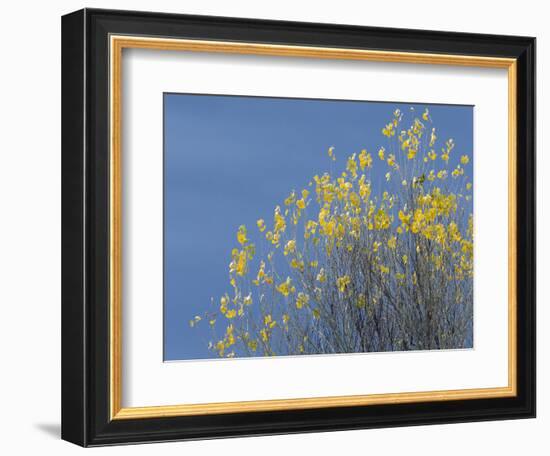 Western meadowlark on the fall aspen leaves. Bosque del Apache NWR, New Mexico-Maresa Pryor-Framed Photographic Print