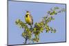 Western Meadowlark singing-Ken Archer-Mounted Photographic Print