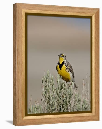 Western Meadowlark (Sturnella Neglecta), Antelope Island State Park, Utah, USA-null-Framed Premier Image Canvas