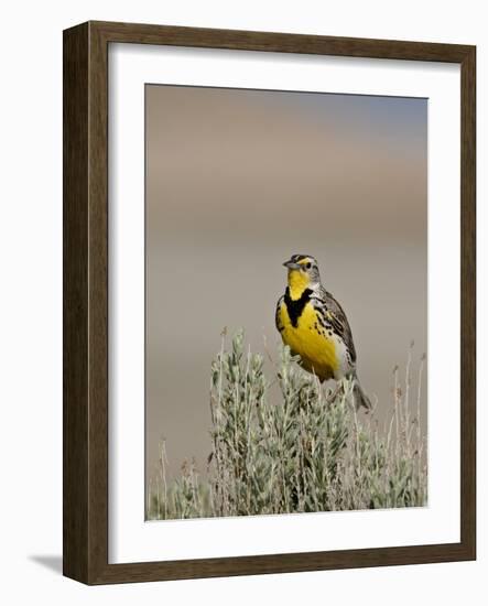 Western Meadowlark (Sturnella Neglecta), Antelope Island State Park, Utah, USA-null-Framed Photographic Print