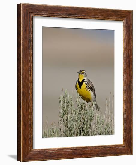 Western Meadowlark (Sturnella Neglecta), Antelope Island State Park, Utah, USA-null-Framed Photographic Print