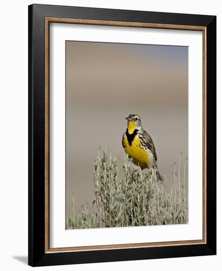 Western Meadowlark (Sturnella Neglecta), Antelope Island State Park, Utah, USA-null-Framed Photographic Print