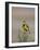 Western Meadowlark (Sturnella Neglecta), Antelope Island State Park, Utah, USA-null-Framed Photographic Print