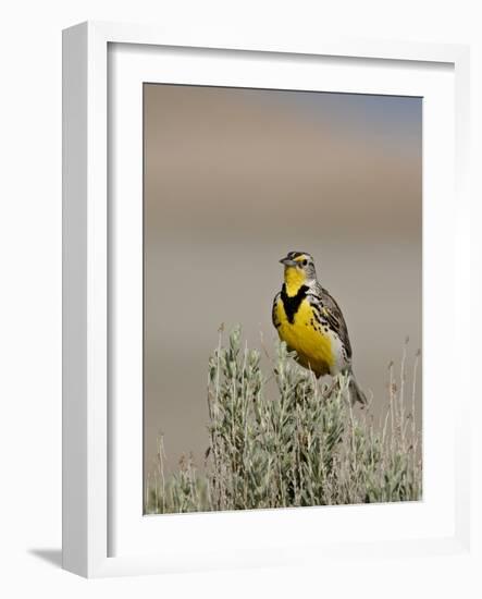 Western Meadowlark (Sturnella Neglecta), Antelope Island State Park, Utah, USA-null-Framed Photographic Print