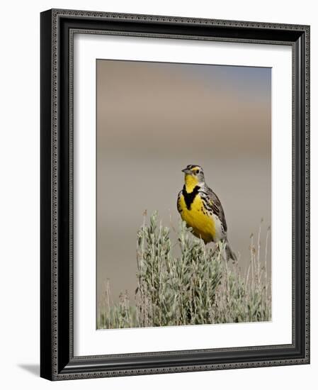 Western Meadowlark (Sturnella Neglecta), Antelope Island State Park, Utah, USA-null-Framed Photographic Print