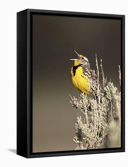 Western Meadowlark (Sturnella Neglecta) Singing, Yellowstone National Park, Wyoming, USA-James Hager-Framed Premier Image Canvas