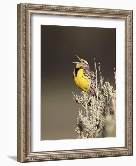 Western Meadowlark (Sturnella Neglecta) Singing, Yellowstone National Park, Wyoming, USA-James Hager-Framed Photographic Print