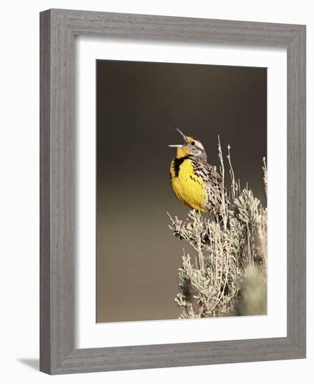 Western Meadowlark (Sturnella Neglecta) Singing, Yellowstone National Park, Wyoming, USA-James Hager-Framed Photographic Print