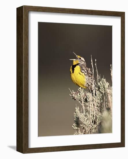 Western Meadowlark (Sturnella Neglecta) Singing, Yellowstone National Park, Wyoming, USA-James Hager-Framed Photographic Print