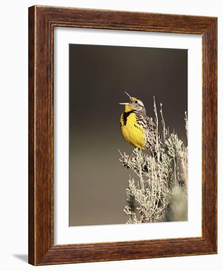 Western Meadowlark (Sturnella Neglecta) Singing, Yellowstone National Park, Wyoming, USA-James Hager-Framed Photographic Print