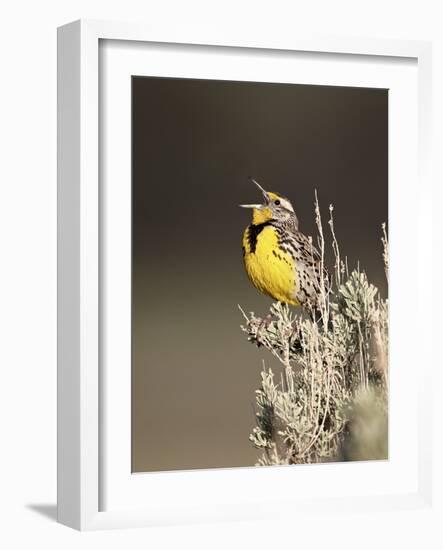 Western Meadowlark (Sturnella Neglecta) Singing, Yellowstone National Park, Wyoming, USA-James Hager-Framed Photographic Print