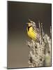 Western Meadowlark (Sturnella Neglecta) Singing, Yellowstone National Park, Wyoming, USA-James Hager-Mounted Photographic Print