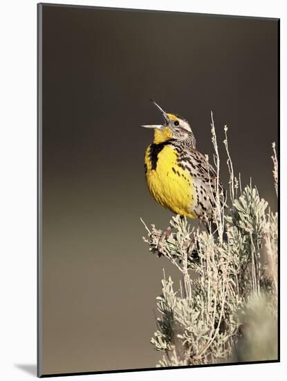 Western Meadowlark (Sturnella Neglecta) Singing, Yellowstone National Park, Wyoming, USA-James Hager-Mounted Photographic Print