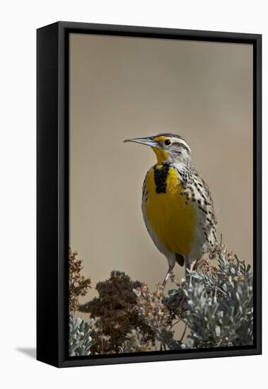 Western Meadowlark (Sturnella Neglecta)-James Hager-Framed Premier Image Canvas