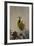 Western Meadowlark (Sturnella Neglecta)-James Hager-Framed Photographic Print