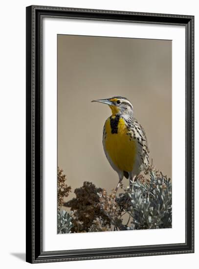 Western Meadowlark (Sturnella Neglecta)-James Hager-Framed Photographic Print