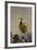 Western Meadowlark (Sturnella Neglecta)-James Hager-Framed Photographic Print