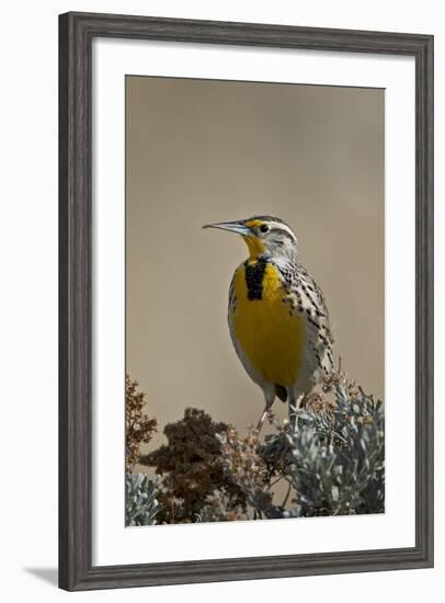 Western Meadowlark (Sturnella Neglecta)-James Hager-Framed Photographic Print