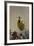 Western Meadowlark (Sturnella Neglecta)-James Hager-Framed Photographic Print