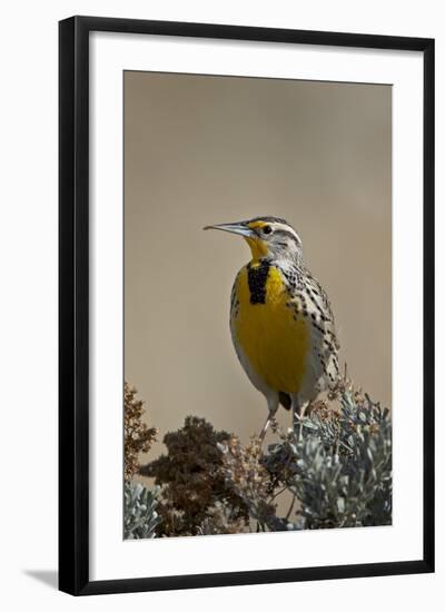 Western Meadowlark (Sturnella Neglecta)-James Hager-Framed Photographic Print