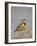Western Meadowlark (Sturnella Neglecta)-James Hager-Framed Photographic Print