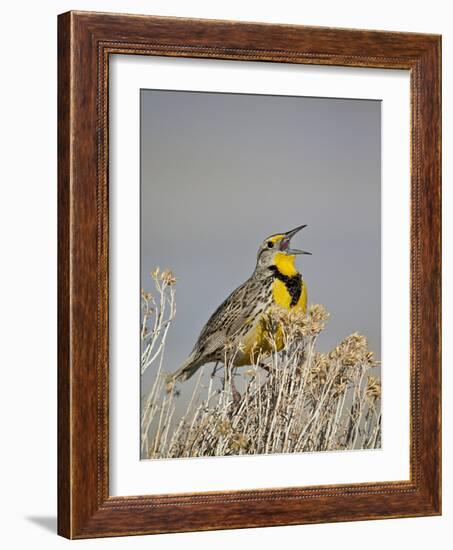 Western Meadowlark (Sturnella Neglecta)-James Hager-Framed Photographic Print